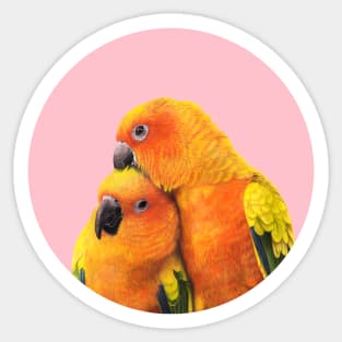 Sun conure Sticker